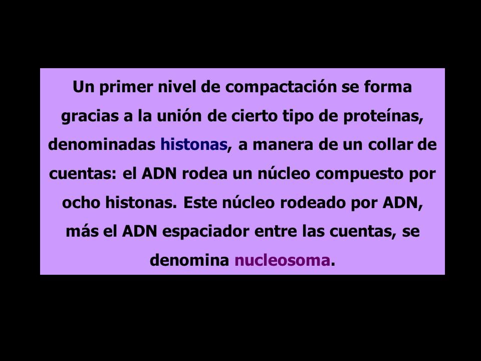 Un primer nivel de compactación se forma gracias a la unión de cierto tipo de proteínas, denominadas histonas, a manera de un collar de cuentas: el ADN rodea un núcleo compuesto por ocho histonas.