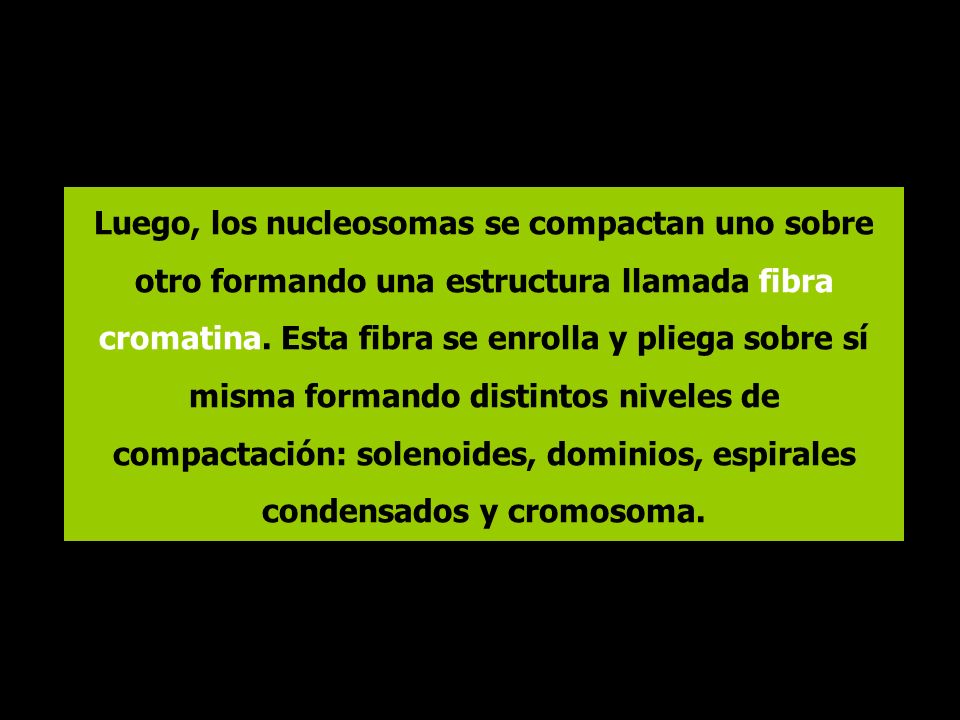 Luego, los nucleosomas se compactan uno sobre otro formando una estructura llamada fibra cromatina.
