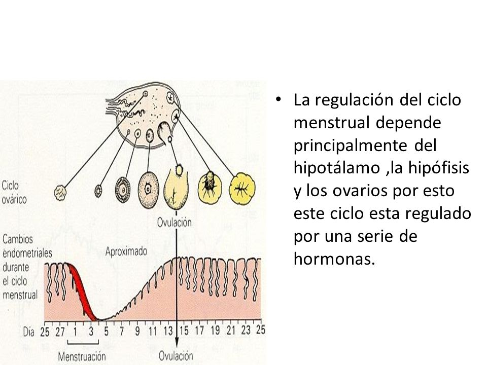 La regulación del ciclo menstrual depende principalmente del hipotálamo ,la hipófisis y los ovarios por esto este ciclo esta regulado por una serie de hormonas.