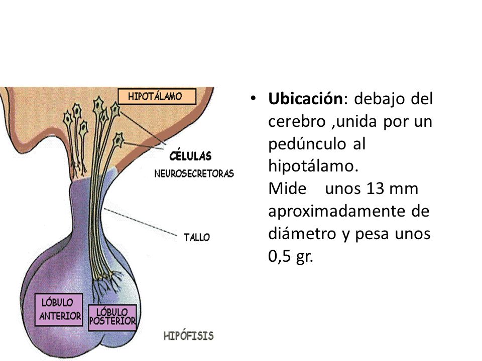 Ubicación: debajo del cerebro ,unida por un pedúnculo al hipotálamo