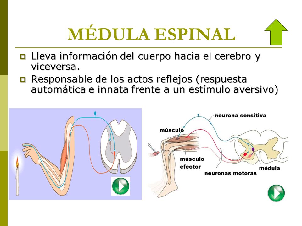 MÉDULA ESPINAL Lleva información del cuerpo hacia el cerebro y viceversa.