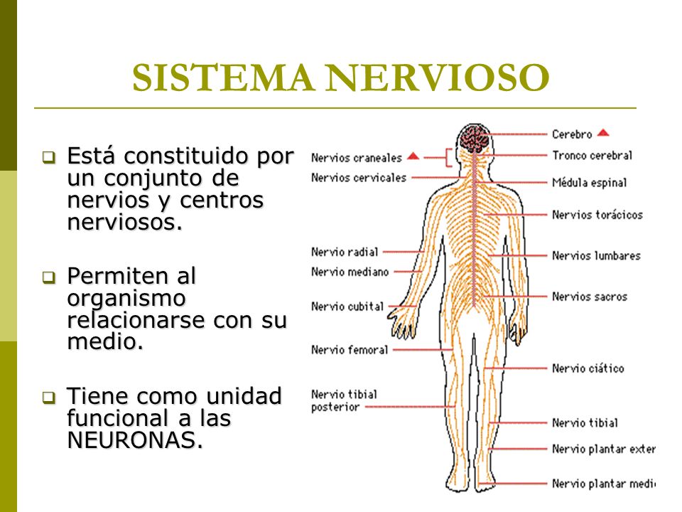 SISTEMA NERVIOSO Está constituido por un conjunto de nervios y centros nerviosos. Permiten al organismo relacionarse con su medio.
