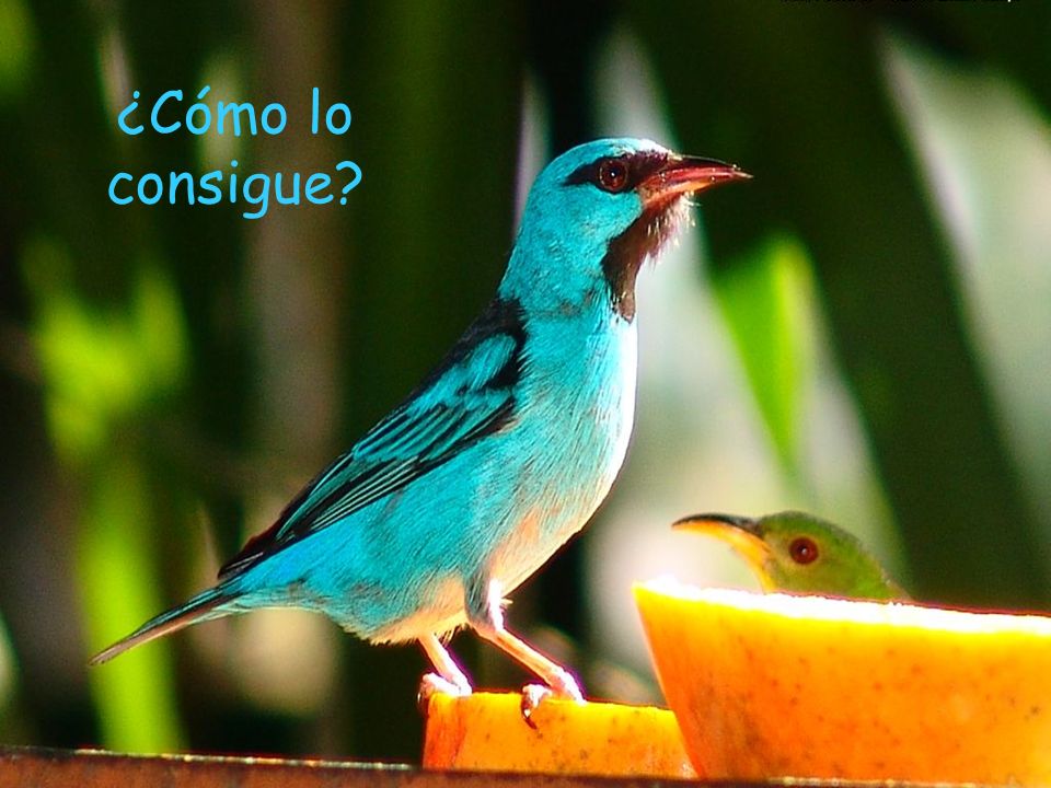 ¿Cómo lo consigue