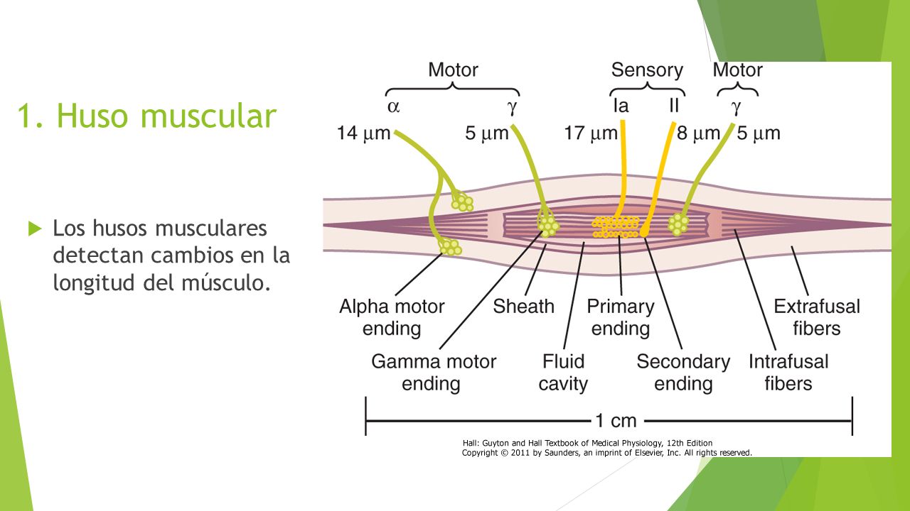 1. Huso muscular Los husos musculares detectan cambios en la longitud del músculo.