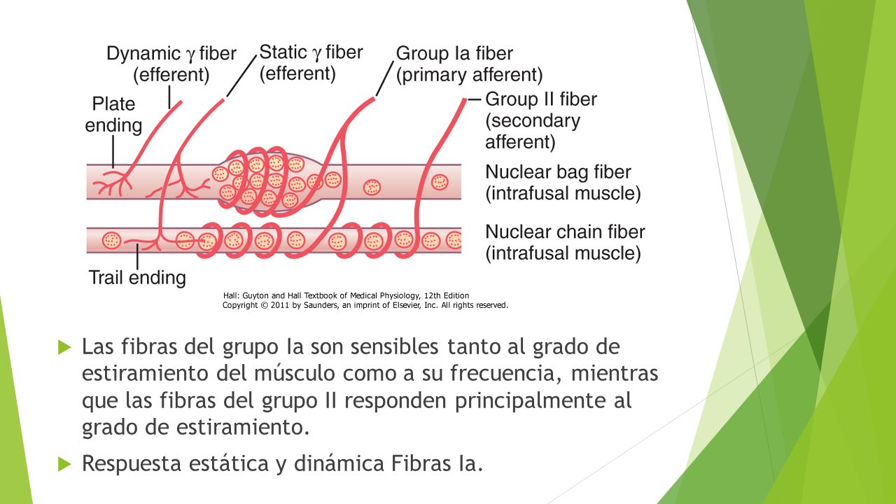 Las fibras del grupo Ia son sensibles tanto al grado de estiramiento del músculo como a su frecuencia, mientras que las fibras del grupo II responden principalmente al grado de estiramiento.
