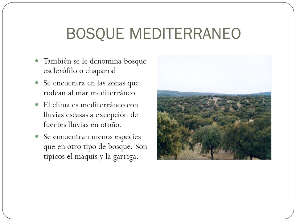 BOSQUE MEDITERRANEO También se le denomina bosque esclerófilo o chaparral. Se encuentra en las zonas que rodean al mar mediterráneo.