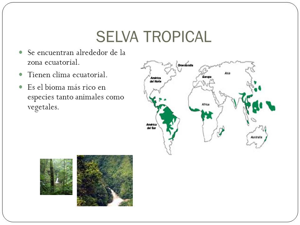 SELVA TROPICAL Se encuentran alrededor de la zona ecuatorial.