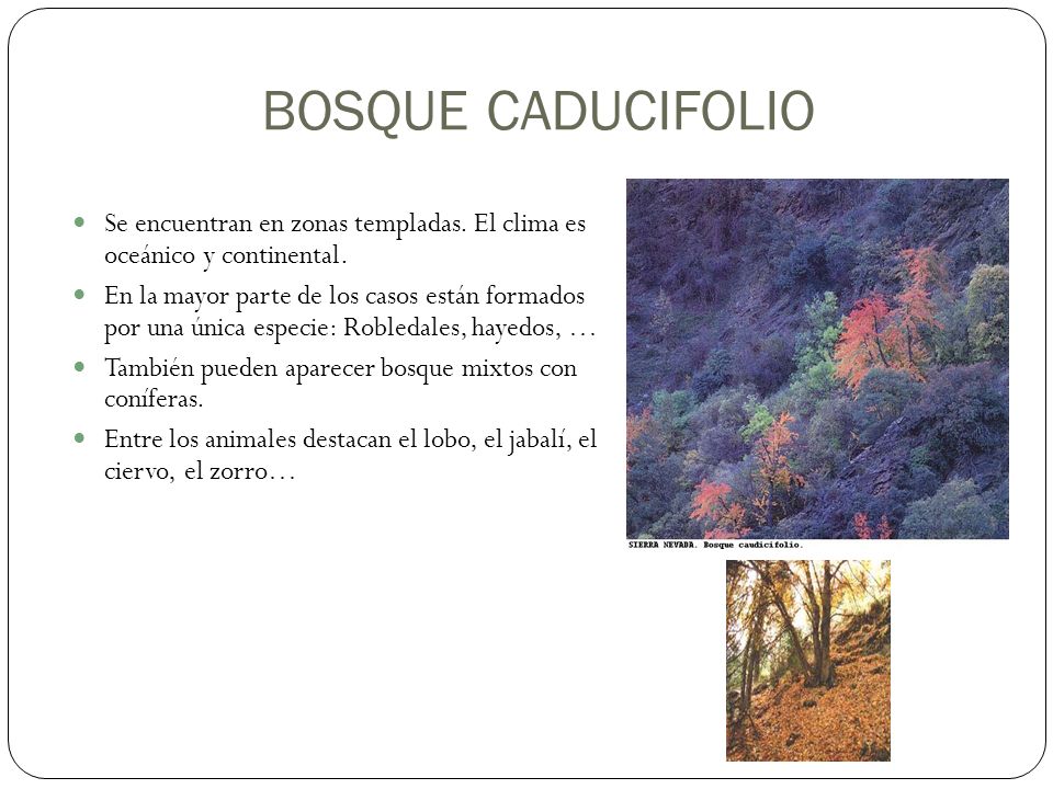 BOSQUE CADUCIFOLIO Se encuentran en zonas templadas. El clima es oceánico y continental.