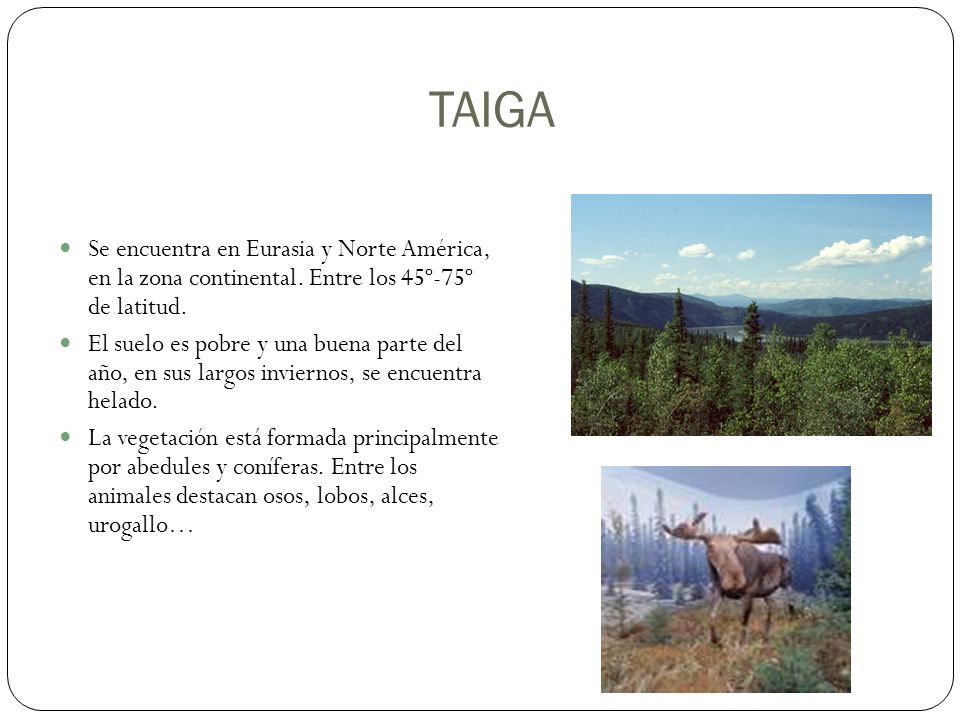 TAIGA Se encuentra en Eurasia y Norte América, en la zona continental. Entre los 45º-75º de latitud.