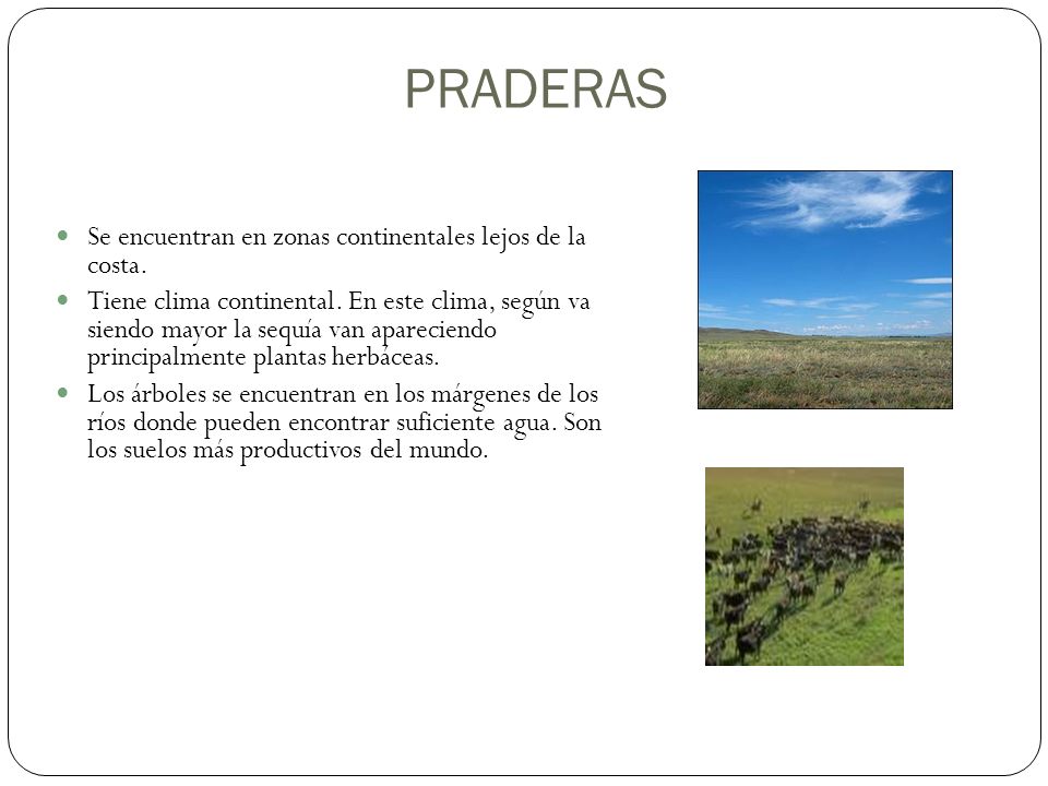 PRADERAS Se encuentran en zonas continentales lejos de la costa.