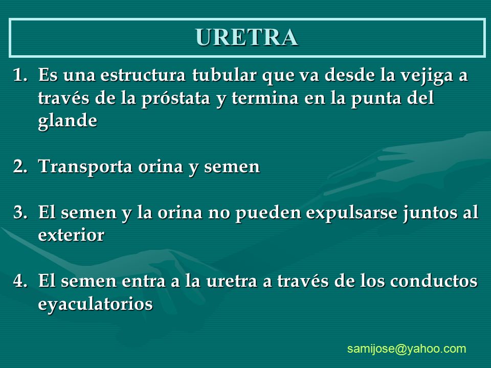 URETRA Es una estructura tubular que va desde la vejiga a través de la próstata y termina en la punta del glande.