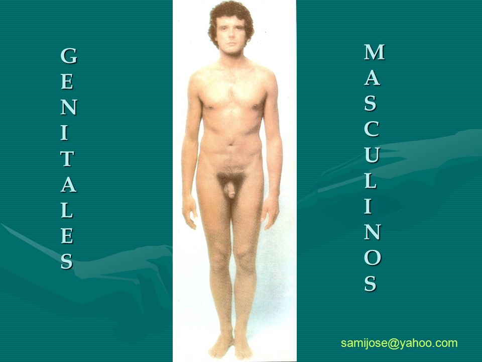 M A S C U L I N O G E N I T A L S