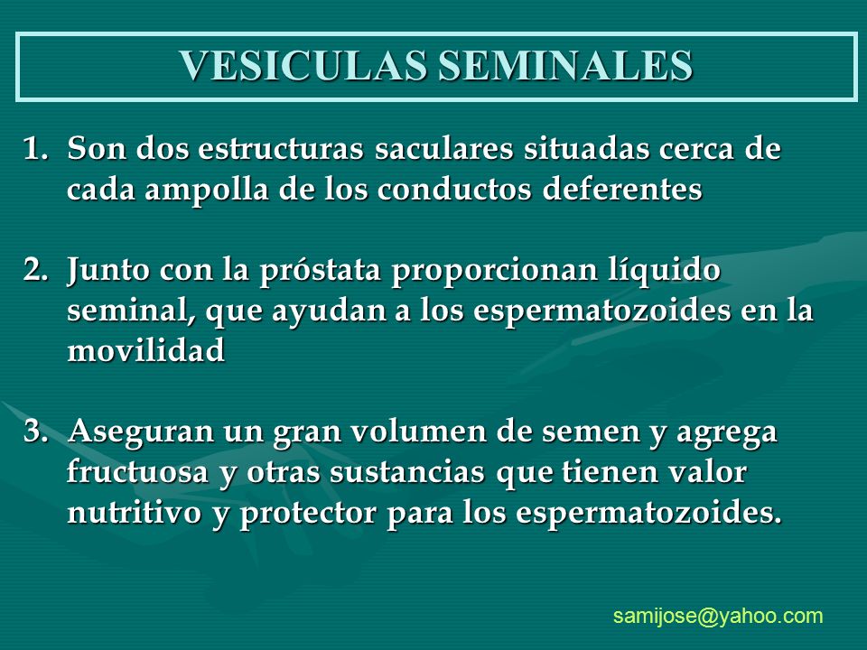 VESICULAS SEMINALES Son dos estructuras saculares situadas cerca de cada ampolla de los conductos deferentes.