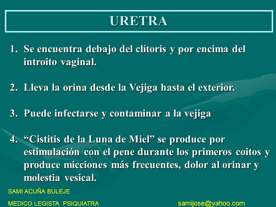 URETRA Se encuentra debajo del clítoris y por encima del introito vaginal. Lleva la orina desde la Vejiga hasta el exterior.