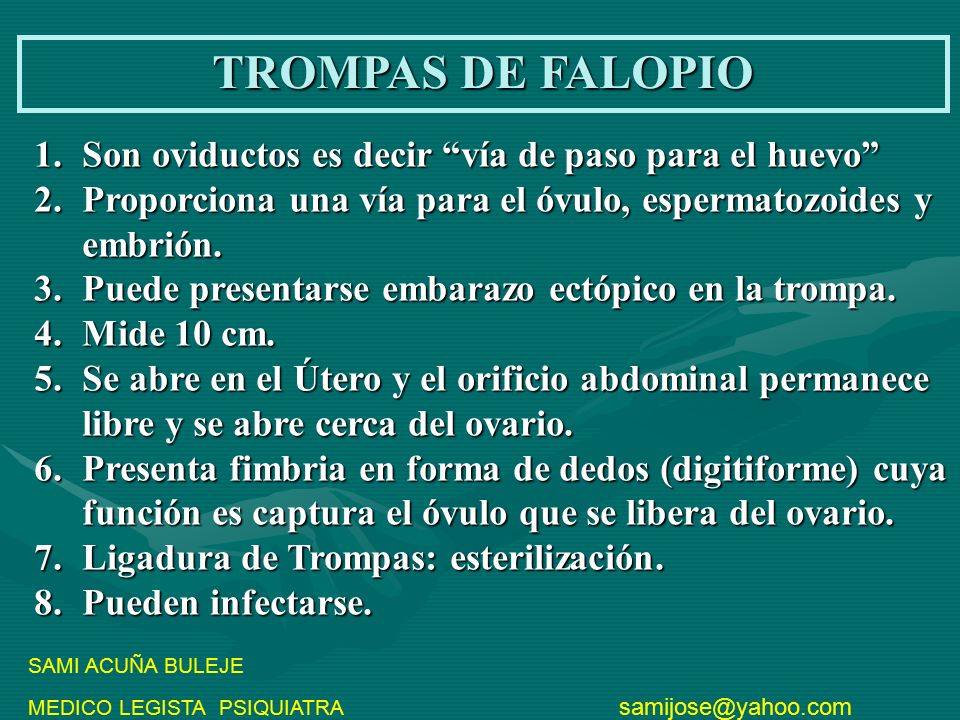 TROMPAS DE FALOPIO Son oviductos es decir vía de paso para el huevo