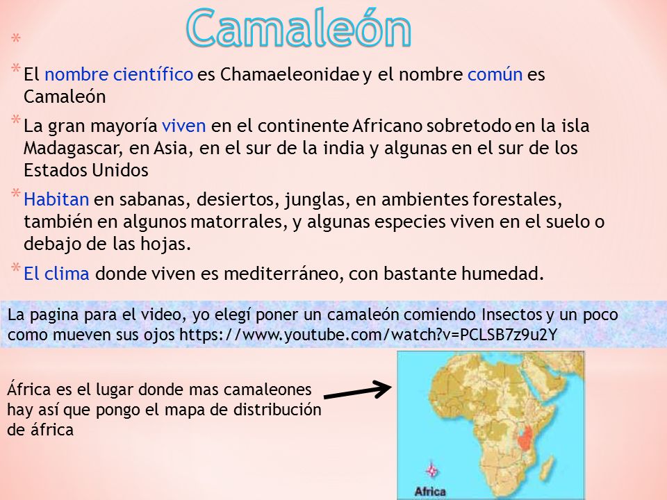 Camaleón El nombre científico es Chamaeleonidae y el nombre común es Camaleón.