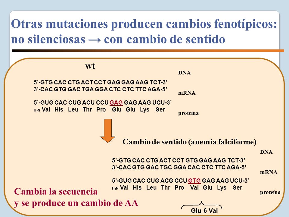 Otras mutaciones producen cambios fenotípicos: no silenciosas → con cambio de sentido