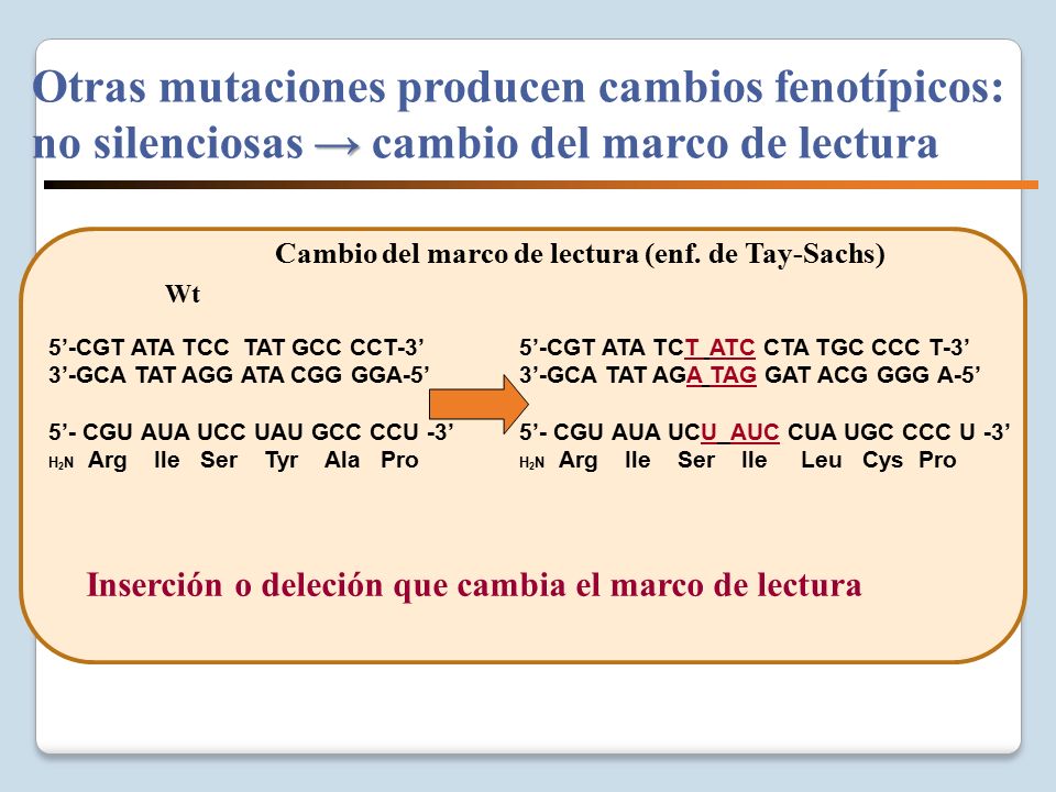 Otras mutaciones producen cambios fenotípicos: no silenciosas → cambio del marco de lectura