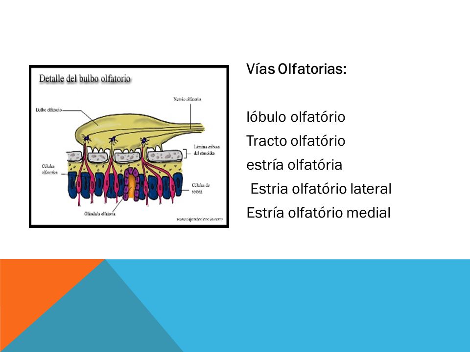 Vías Olfatorias: lóbulo olfatório Tracto olfatório estría olfatória Estria olfatório lateral Estría olfatório medial