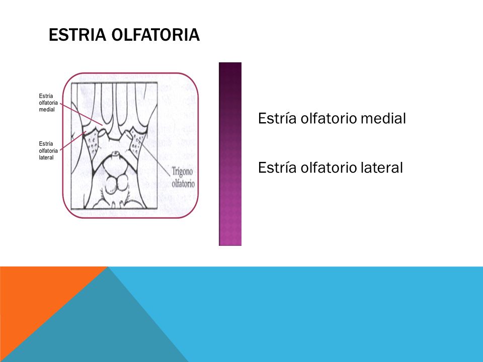 Estria Olfatoria Estría olfatorio medial Estría olfatorio lateral