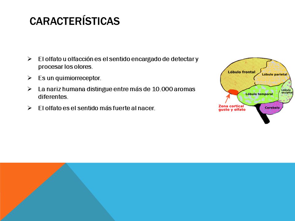 Características El olfato u olfacción es el sentido encargado de detectar y procesar los olores. Es un quimiorreceptor.