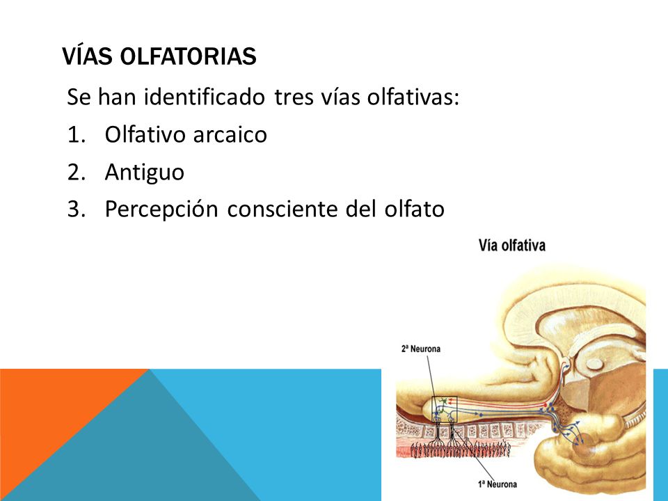 Vías olfatorias Se han identificado tres vías olfativas: Olfativo arcaico.