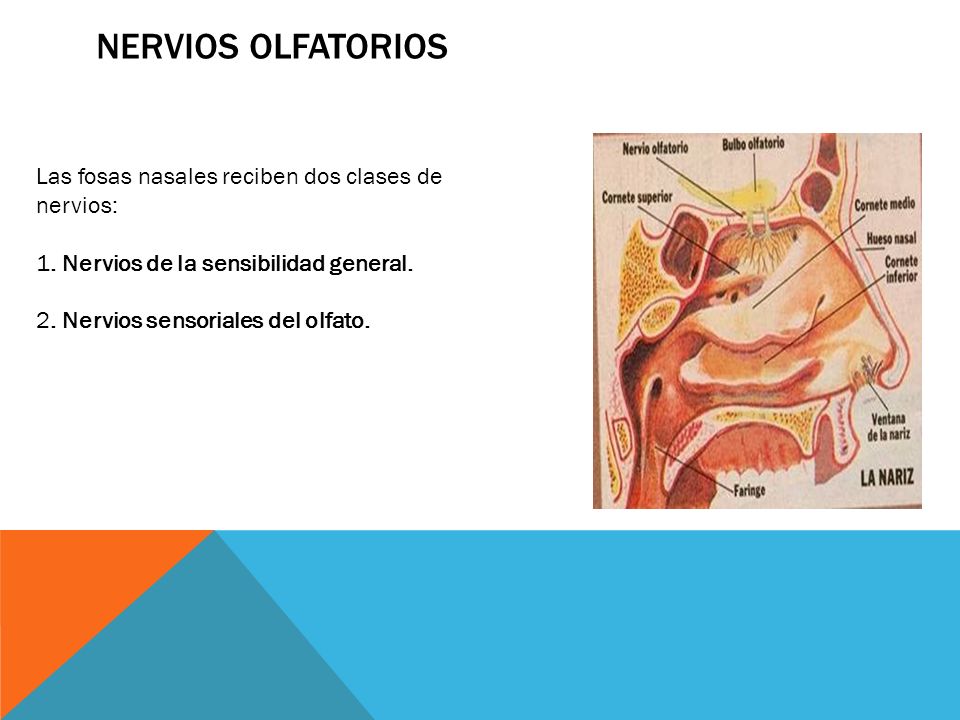 NERVIOS OLFATORIOS Las fosas nasales reciben dos clases de nervios: