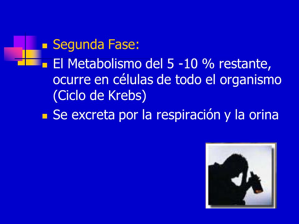 Segunda Fase: El Metabolismo del % restante, ocurre en células de todo el organismo (Ciclo de Krebs)