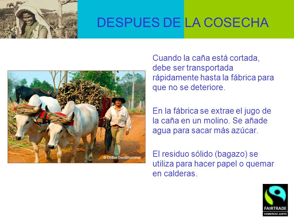 DESPUES DE LA COSECHA Cuando la caña está cortada, debe ser transportada rápidamente hasta la fábrica para que no se deteriore.