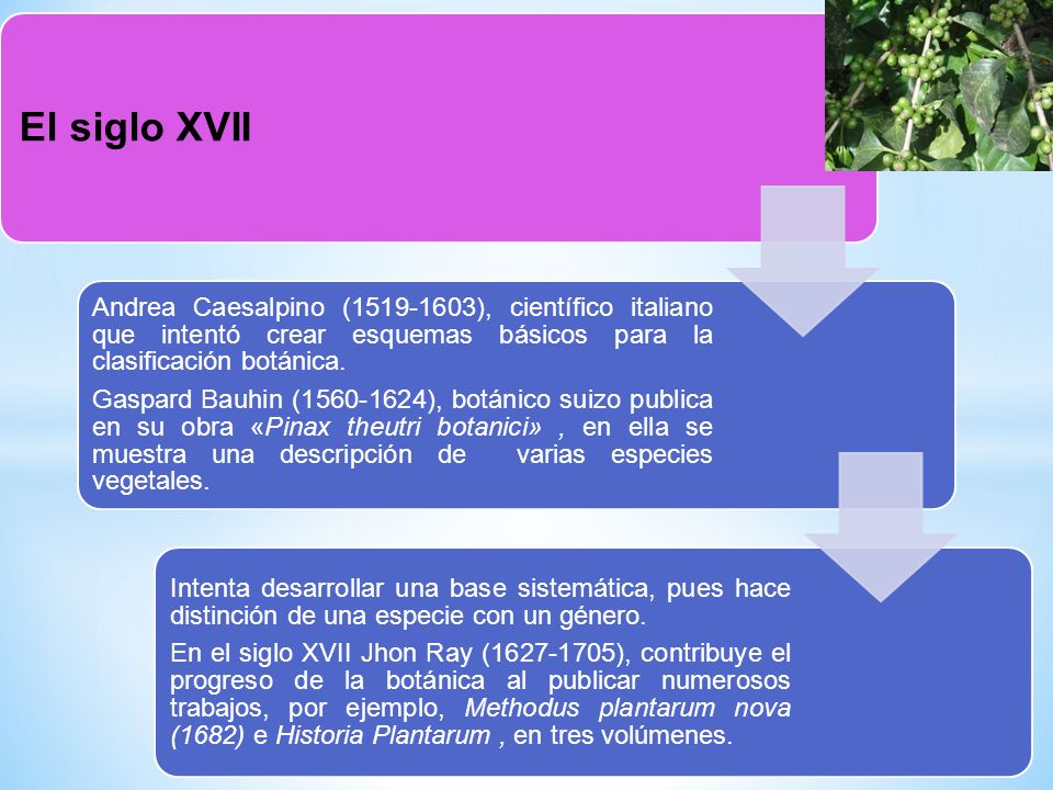El siglo XVII Andrea Caesalpino ( ), científico italiano que intentó crear esquemas básicos para la clasificación botánica.