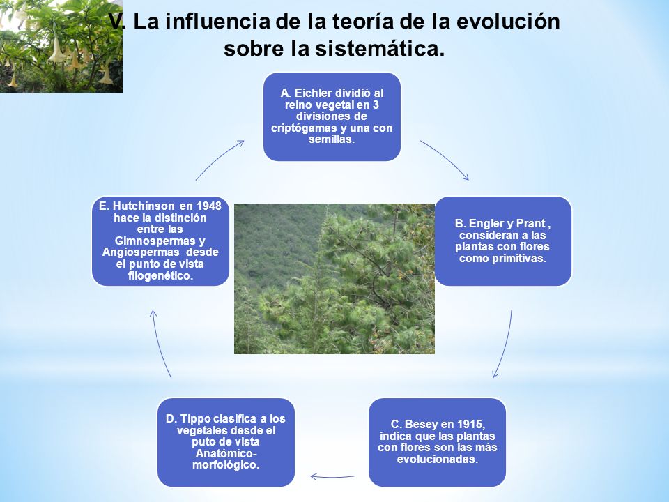 V. La influencia de la teoría de la evolución sobre la sistemática.