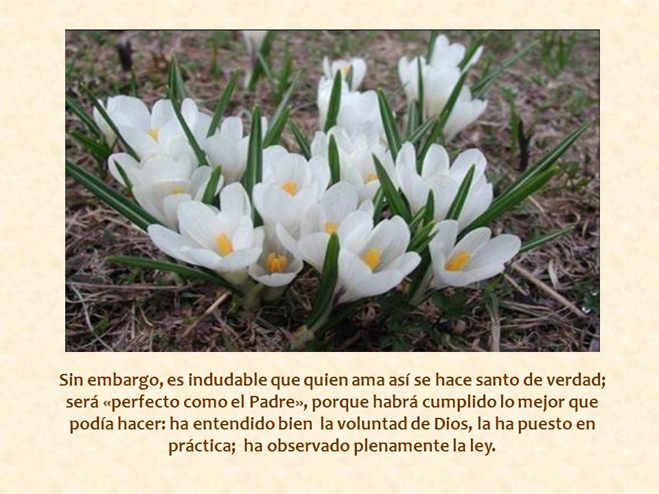 Sin embargo, es indudable que quien ama así se hace santo de verdad; será «perfecto como el Padre», porque habrá cumplido lo mejor que podía hacer: ha entendido bien la voluntad de Dios, la ha puesto en práctica; ha observado plenamente la ley.