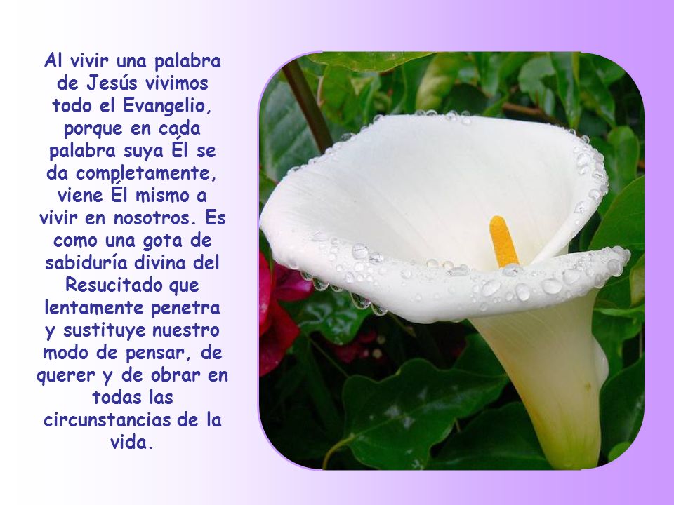 Al vivir una palabra de Jesús vivimos todo el Evangelio, porque en cada palabra suya Él se da completamente, viene Él mismo a vivir en nosotros.