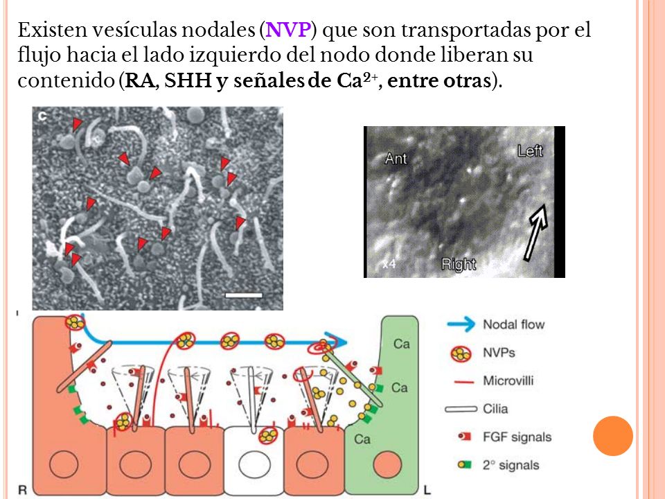 Existen vesículas nodales (NVP) que son transportadas por el flujo hacia el lado izquierdo del nodo donde liberan su contenido (RA, SHH y señales de Ca2+, entre otras).
