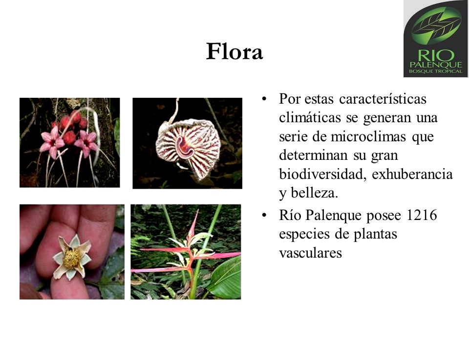 Flora Por estas características climáticas se generan una serie de microclimas que determinan su gran biodiversidad, exhuberancia y belleza.