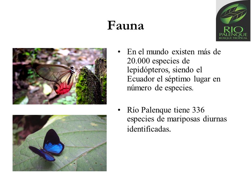 Fauna En el mundo existen más de especies de lepidópteros, siendo el Ecuador el séptimo lugar en número de especies.
