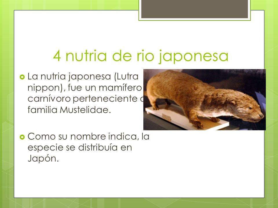 4 nutria de rio japonesa La nutria japonesa (Lutra nippon), fue un mamífero carnívoro perteneciente a la familia Mustelidae.