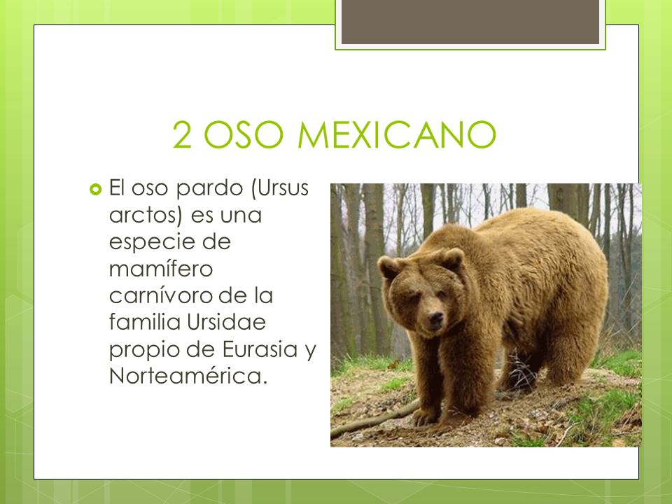 2 OSO MEXICANO El oso pardo (Ursus arctos) es una especie de mamífero carnívoro de la familia Ursidae propio de Eurasia y Norteamérica.