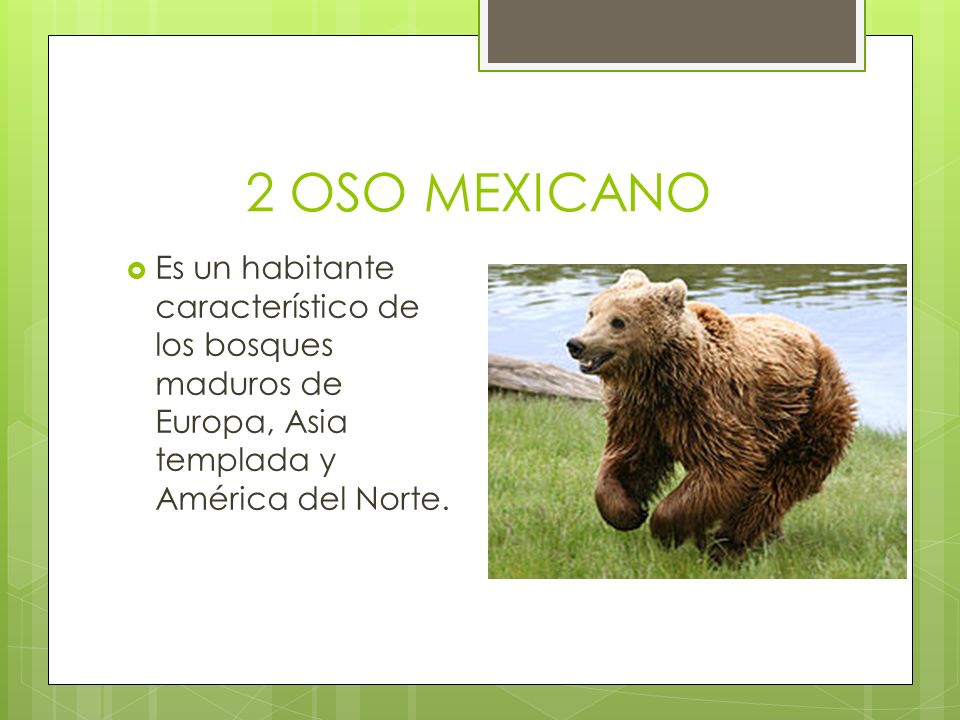 2 OSO MEXICANO Es un habitante característico de los bosques maduros de Europa, Asia templada y América del Norte.