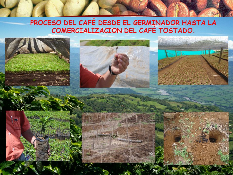 PROCESO DEL CAFÉ DESDE EL GERMINADOR HASTA LA COMERCIALIZACION DEL CAFÉ TOSTADO.