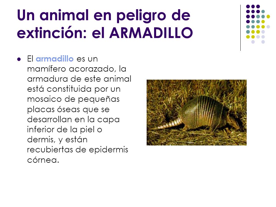 Un animal en peligro de extinción: el ARMADILLO