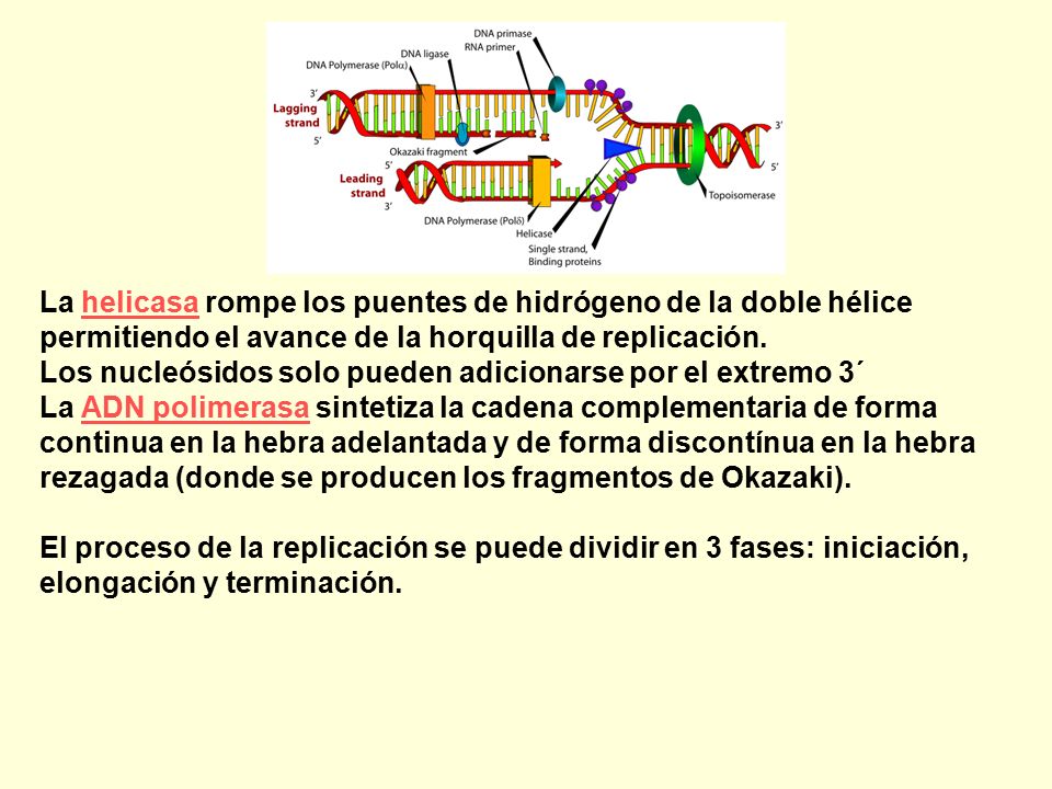 La helicasa rompe los puentes de hidrógeno de la doble hélice permitiendo el avance de la horquilla de replicación.