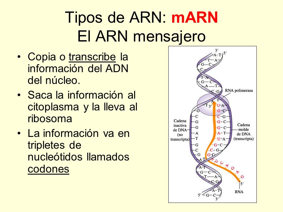 Tipos de ARN: mARN El ARN mensajero