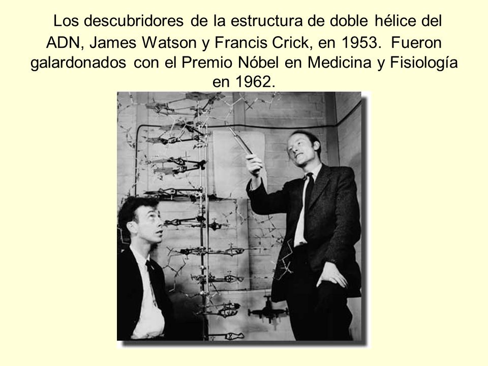 Los descubridores de la estructura de doble hélice del ADN, James Watson y Francis Crick, en 1953.