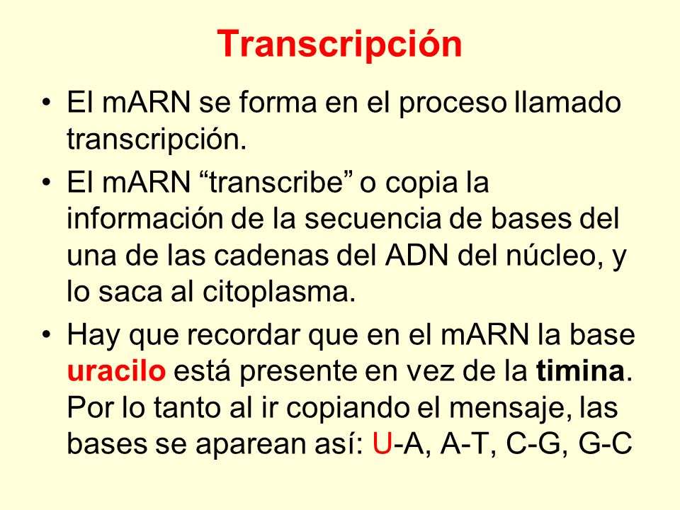 Transcripción El mARN se forma en el proceso llamado transcripción.
