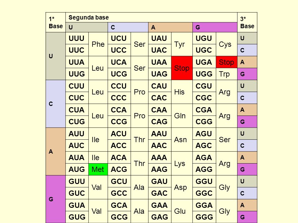 UUU Phe UCU Ser UAU Tyr UGU Cys UUC UCC UAC UGC UUA Leu UCA UAA Stop
