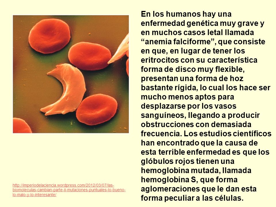 En los humanos hay una enfermedad genética muy grave y en muchos casos letal llamada anemia falciforme , que consiste en que, en lugar de tener los eritrocitos con su característica forma de disco muy flexible, presentan una forma de hoz bastante rígida, lo cual los hace ser mucho menos aptos para desplazarse por los vasos sanguíneos, llegando a producir obstrucciones con demasiada frecuencia. Los estudios científicos han encontrado que la causa de esta terrible enfermedad es que los glóbulos rojos tienen una hemoglobina mutada, llamada hemoglobina S, que forma aglomeraciones que le dan esta forma peculiar a las células.