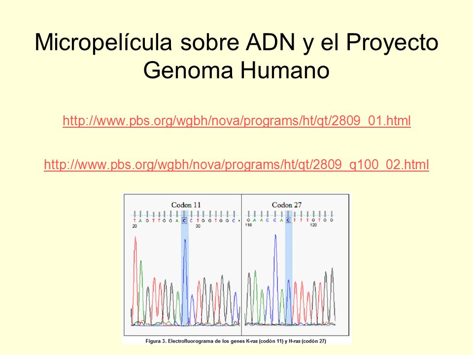 Micropelícula sobre ADN y el Proyecto Genoma Humano   pbs
