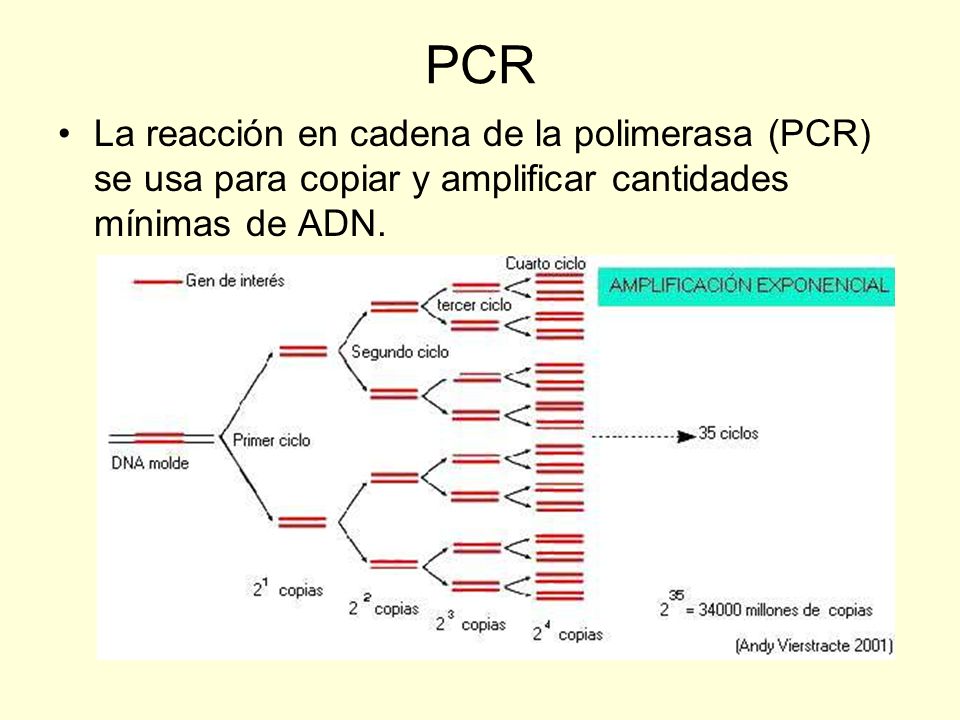PCR La reacción en cadena de la polimerasa (PCR) se usa para copiar y amplificar cantidades mínimas de ADN.
