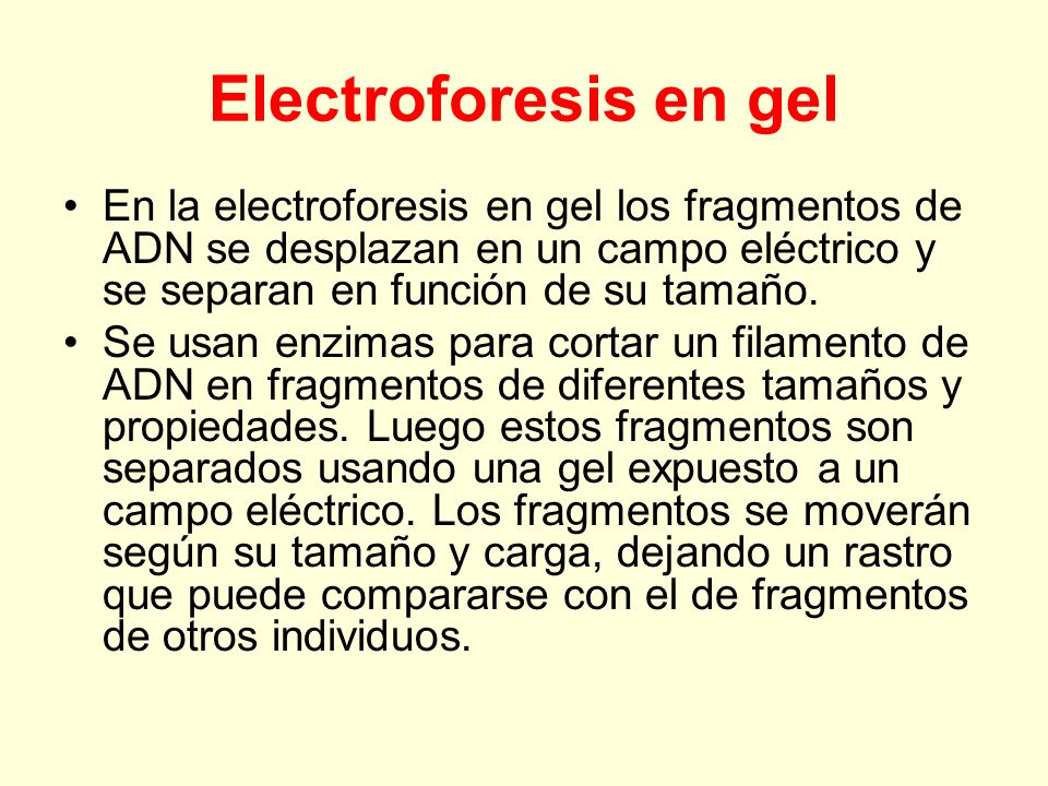 Electroforesis en gel En la electroforesis en gel los fragmentos de ADN se desplazan en un campo eléctrico y se separan en función de su tamaño.